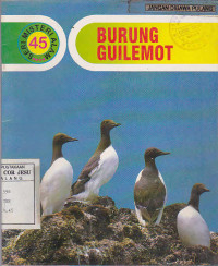 Burung Guilemot